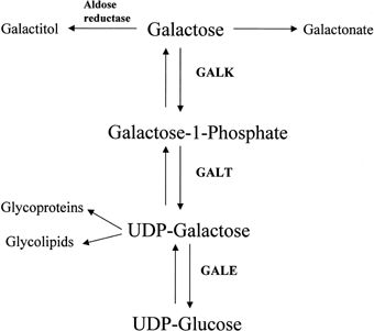 galactosemia diet
